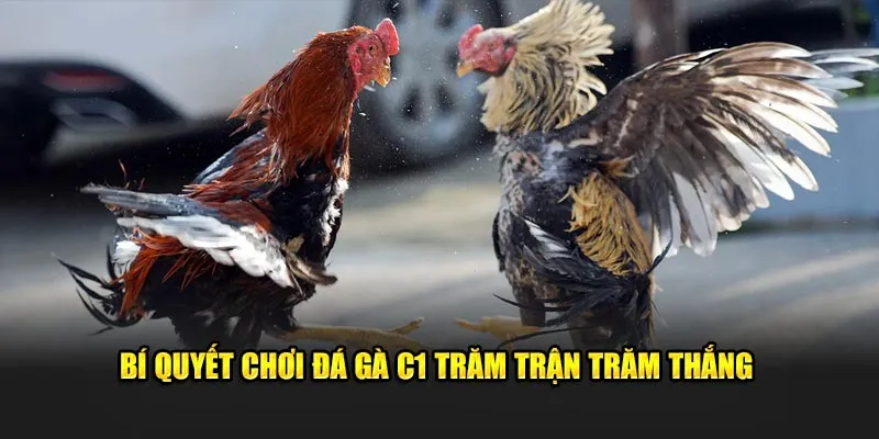 Bí quyết chơi đá gà C1 trăm trận trăm thắng