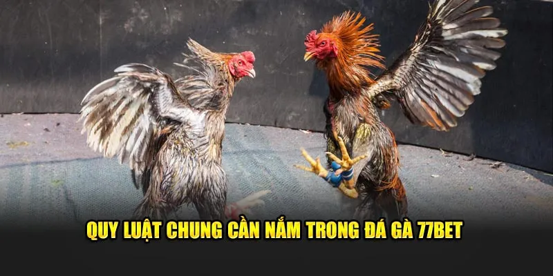 Quy luật chung cần nắm trong đá gà 77Bet